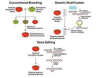 New survey results reveal the experts and public's attitude towards gene-edited crops