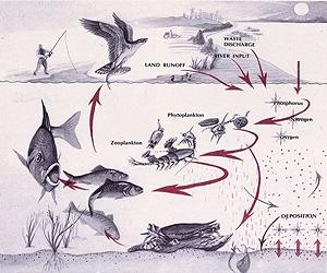 Death - Not Just Life - Important Link In Marine Ecosystems