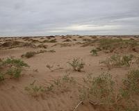 Sand dunes are important desert dust sources