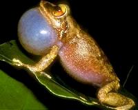Female frogs far outnumber males in US suburbs: study