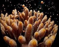 Light pollution a threat to annual coral spawning