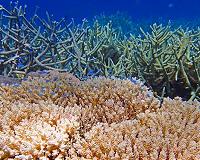 Unexpected complexity in coral