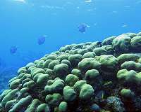Strange disease threatens Caribbean coral reef