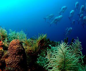 Tortugas marine reserve yields more, larger fish