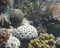Most Diverse Marine Life Found Off Indonesia's Papua Province