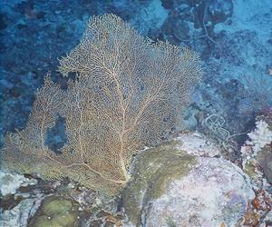 Corals Show Ocean Temperature Boundary Rising With Climate Change