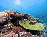 Corals are already adapting to global warming