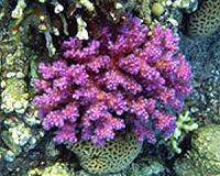 Tunisia seizes illegal red coral worth two million euros
