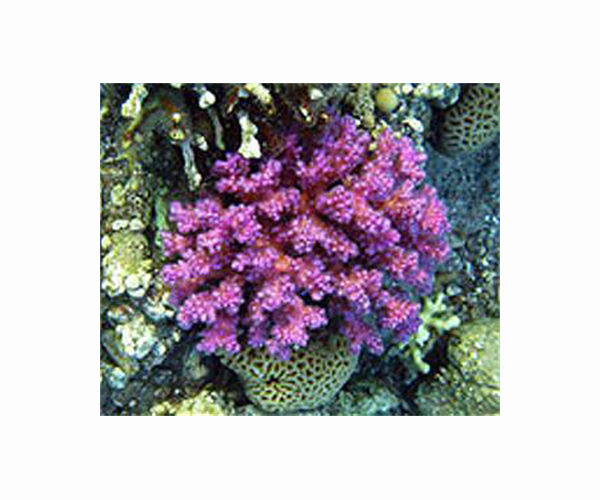Red Sea coral reefs 'under threat' from Israel-UAE oil deal