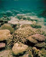 UN Says Growing Pollution Threatens Recovery Of Damaged Reefs