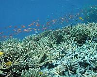 Indonesia summons UK envoy over coral reef destruction