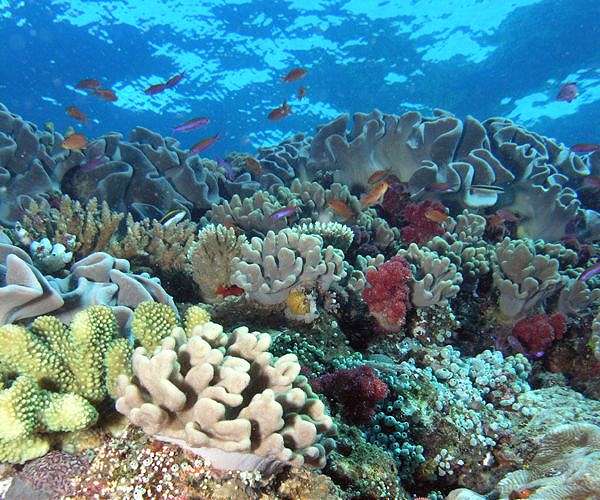 Land and sea efforts to save reefs must work together: study