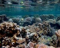 Coral gardening beckons ecotourists to restore reefs