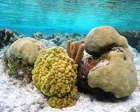 Coral reefs in Turks and Caicos Islands resist global bleaching event