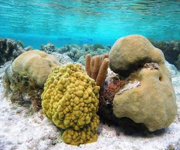 Florida researchers achieve successful spawning of transplanted coral