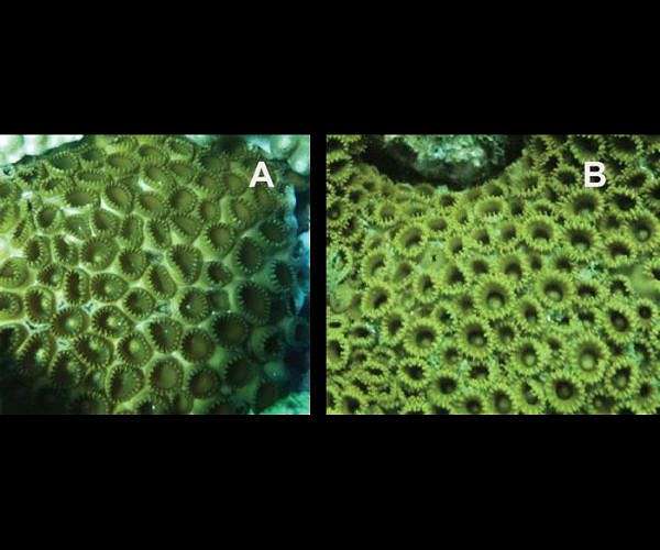 Zoantharian cousins blur long held divide between Atlantic and Indo Pacific reefs