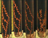 Dispersant used to clean gulf spill more toxic to corals than the oil