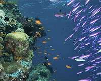 The secret behind coral reef diversity? Time, lots of time