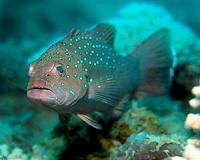Coral trout pick their hunting partners carefully