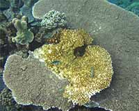 Is Climate Change Likely To Increase Disease In Corals
