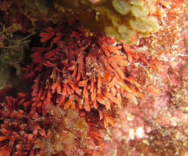A single-celled microbe is helping corals survive climate change