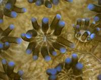 'Robust' coral produces amino acids to defend against bleaching