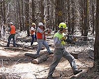 Big Productivity Gain For Australian Pine Plantations