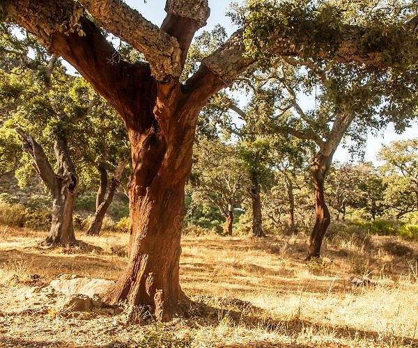 Portugal looks to put new twist on cork industry