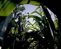 How well electron transport works in furfural biogas