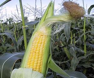 Panels reject study on GM corn but urge wider probes
