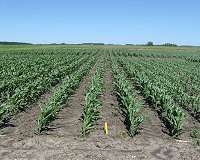 The economy of cold soil blues