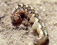 Purdue Study Suggests Warmer Temperatures Could Lead To A Boom In Corn Pests