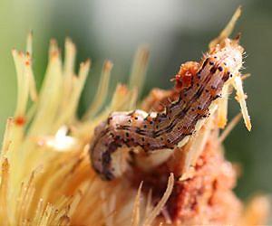Bt sweet corn can reduce insecticide use