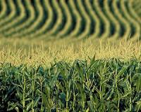 Greater-than-additive management effects key in reducing corn yield gaps