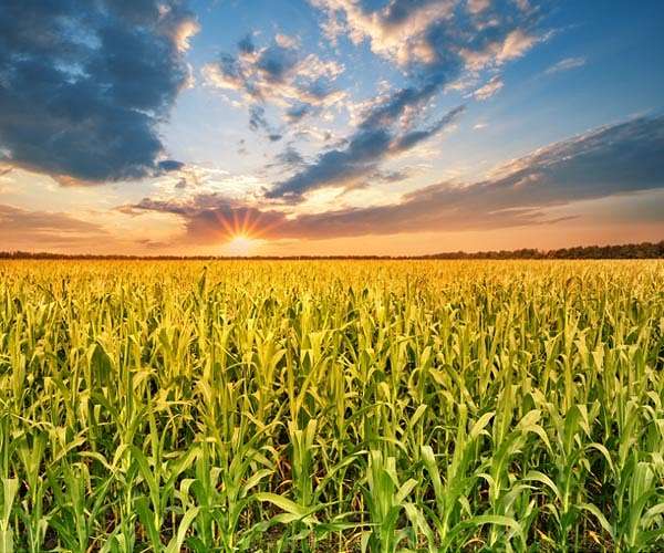 At bioenergy crossroads, should corn ethanol be left in the rearview mirror?