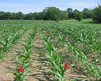Researchers question published no-till soil organic carbon sequestration rates