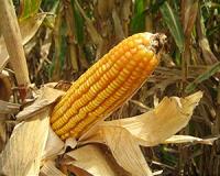 Ancient maize followed two paths into the Southwest