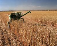 Study Shows More Corn For Biofuels Would Hurt Water