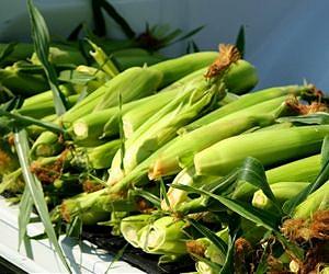 Italy asks EU to halt GM maize cultivation: AFP