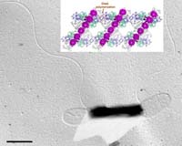 How Does A Lowly Member Of The Bacterium World Sense Its Environment