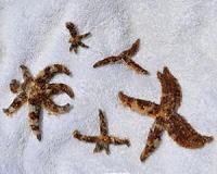 Starfish that clone themselves live longer