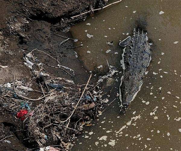 Chinese city hunts for crocodiles on the loose