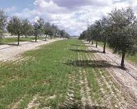 Cover crops may be used to mitigate and adapt to climate change