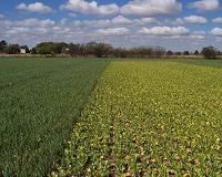Soil management may help stabilize maize yield in the face of climate change