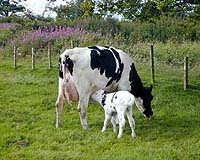 It's Electric: Cows Show Promise As Powerplants