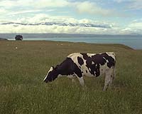 Cow Power Could Generate Electricity For Millions