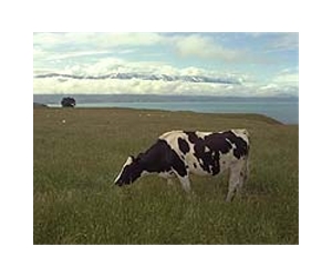 Untethered cows may produce less milk