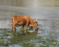 Australia 'reef and beef' project seeks to curb flatulent cows