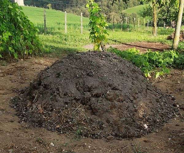 No bull: India claims cow dung chip protects against radiation