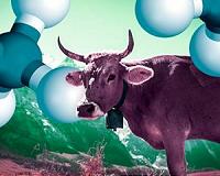 Cow breathalyzers help scientists measure methane emissions